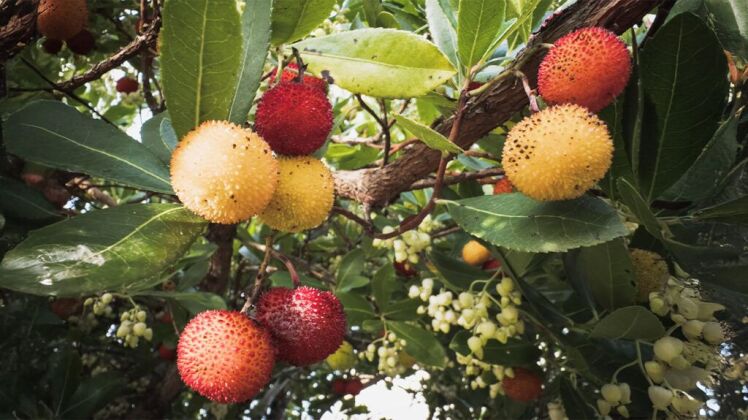 عصاره درخت توت‌فرنگی: راهکاری طبیعی برای مقابله با کولیت اولسراتیو 